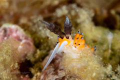 Favorinus tsuruganus