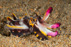 Flamboyant Cuttlefish - Metasepia pfefferi