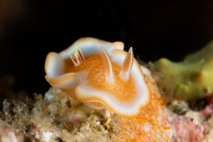 Glossodoris rufomarginata