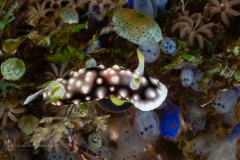Goniobranchus geometricus