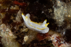 Goniodoridella savignyi