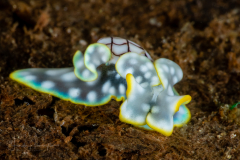 Micromelo undatus