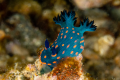 Nembrotha sp.