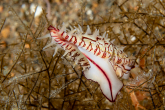Poppe's Spindle Cowrie -  Phenacovolva poppei ?