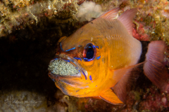 Ringtailed Cardinalfish - Ostorhinchus aureus