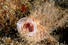 Striated Frogfish - Antennarius striatus