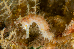 Thorny Seahorse - Hippocampus histrix
