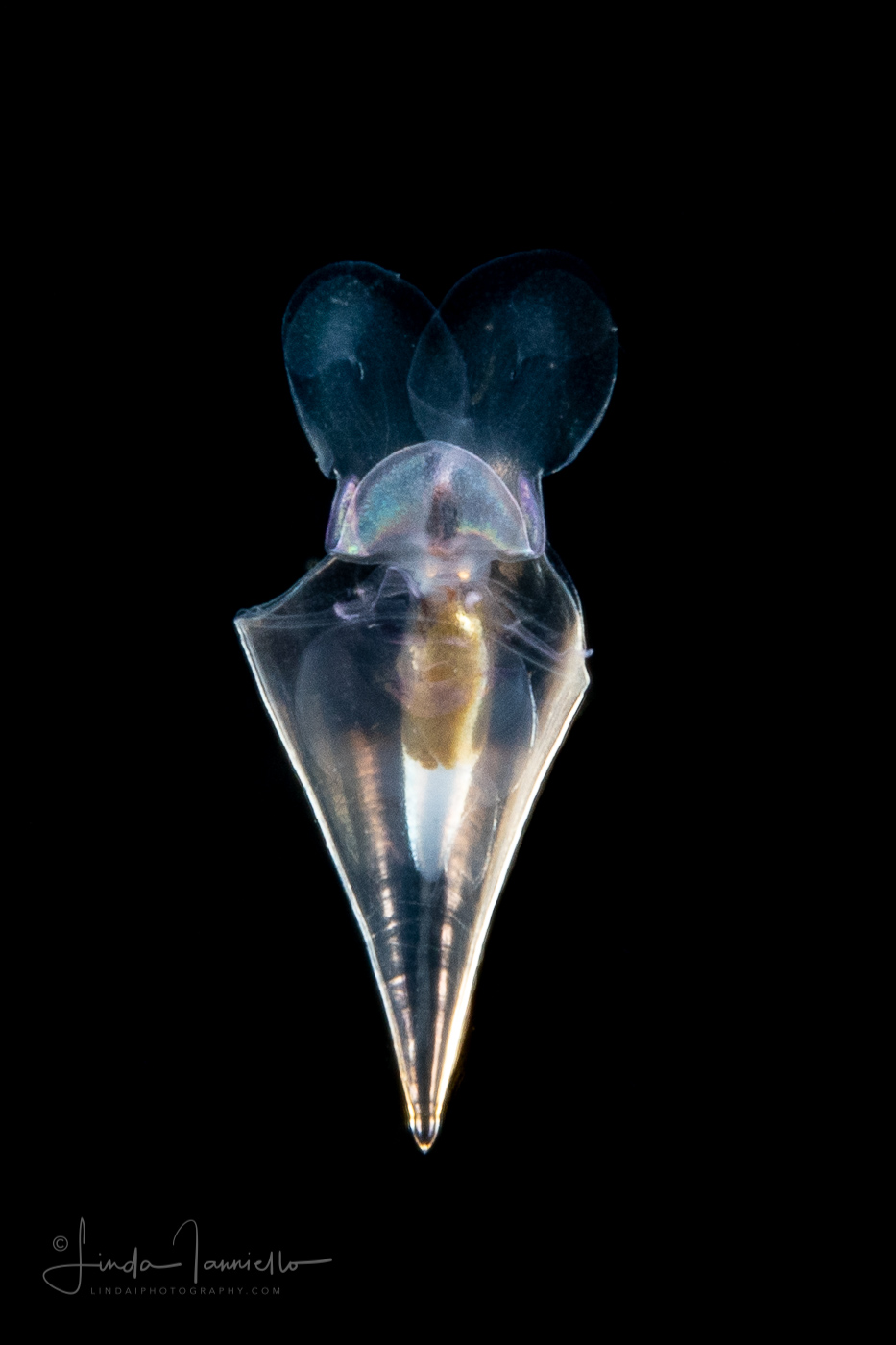 Sea Butterfly - Pteropod - Cavolinidae -  Planktonic Mollusk
