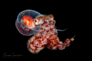 Wunderpus Octopus - Wunderpus photogenicus