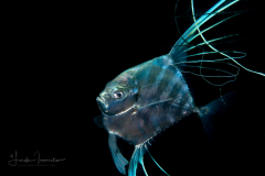 African Pompano - Juvenile - Alectis ciliaris