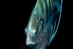 African Pompano - Juvenile - Alectis ciliaris