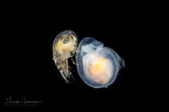Amphipod on a Sea Angel - Gymnosome Pteropod - Hydromyles globulosus