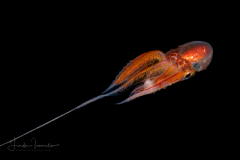 Blanket Octopus - Female - Tremoctopus sp.