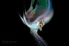 Blanket Octopus - Female - Tremoctopus sp.