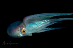 Blanket Octopus - Female - Tremoctopus sp.