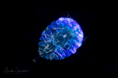 Copepod - Sapphirinidae - Copilia