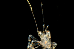 Crab ?