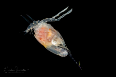 Crab Larva