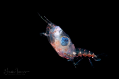 Crab Larva With a Huge Eye