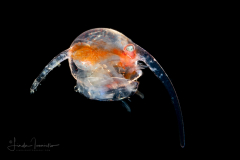 Large Crab Zoea Larva - Anomura - Hippidae Family