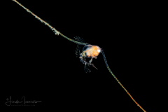 Crab Zoea Larva