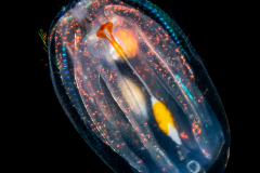 Ctenophore - Cydippida - Haeckelia rubra