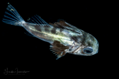 Gurnard - Dactylopteridae