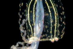 Hydromedusa - Anthoathecata - Corymorpha verrucosa