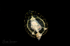 Hydromedusa - Anthoathecata - Corymorpha verrucosa