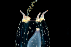 Hydromedusa - Anthoathecata - Probably Corymorpha verrucosa