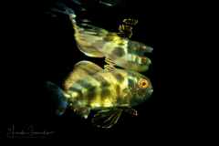 Jack - Carangidae - Uraspis sp.