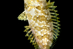Juvenile Rabbitfish - Family Siganidae