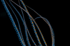 Longarm Octopus - Macrotritopus sp.