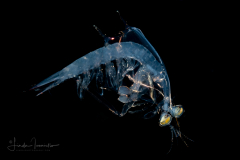 Mantis Shrimp Larva - Stomatopoda