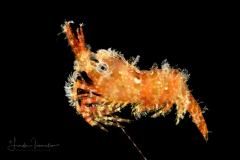 Marbled Shrimp - Saron sp.