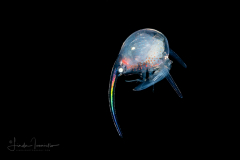 Mole/Sand Crab Zoea Larva - Family Hippidae