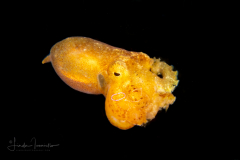 Mototi Octopus - Amphioctopus mototi