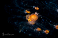 Argonaut - Argonautidae - Pelagic Octopus - In a Salp Chain