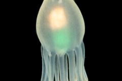 Pelagic Larval Stage of a Tube Anemone