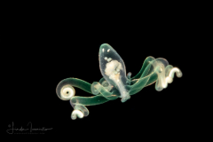 Pelagic Larval Stage of a Tube Anemone