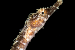 Pipefish - Syngnathidae