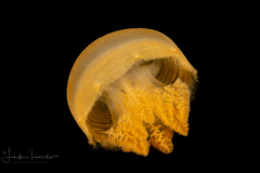 Probably a Juvenile  Thysanostoma thysanura