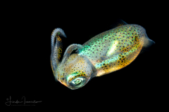 Reef Squid - Genus Sepioteuthis - Family Loliginidae