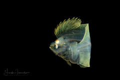 Sand Flounder - Paralichthyidae - Pseudorhombus arsius
