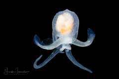 Sea Angel - Gymnosome Pteropod - Hydromyles globulosus