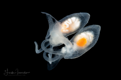 Sea Angel - Gymnosome Pteropod - Hydromyles globulosa - Mating