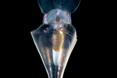 Sea Butterfly - Pteropod - Cavolinidae -  Planktonic Mollusk