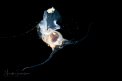 Sea Butterfly - Pteropod Mollusk - Diacavolinia sp.