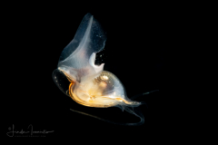 Sea Butterfly - Pteropod Mollusk - Diacavolinia sp.