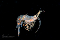 Shrimp